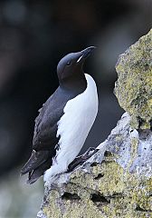 Thick-billed Murre